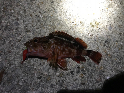 激シブでした...