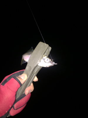 アジング絶好調！