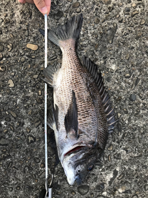 入野漁港フカセ釣り