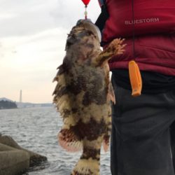 タケノコメバル