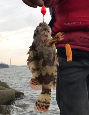 タケノコメバル