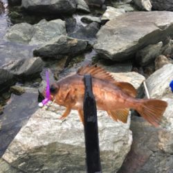 久しぶりに後輩くんと