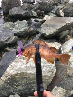 久しぶりに後輩くんと