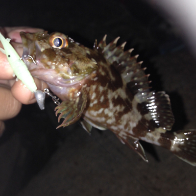 久しぶりの垂水漁港！！メバリング・ガシリン…
