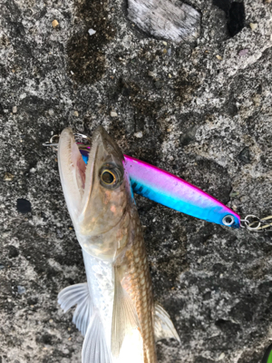 エソ のち ガシラ