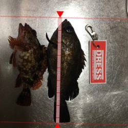 この冬初のメバル