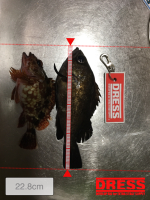 この冬初のメバル