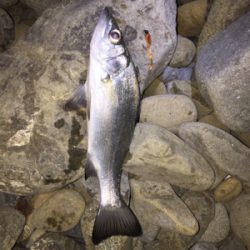 今シーズンのメバル狙い