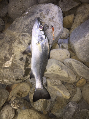 今シーズンのメバル狙い