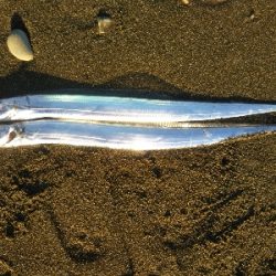 阿南市の那賀川河口でタチウオ