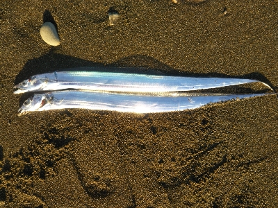 阿南市の那賀川河口でタチウオ