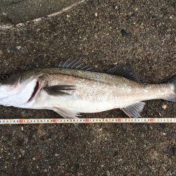 爆風デイシーバス