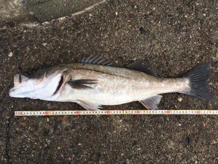 爆風デイシーバス