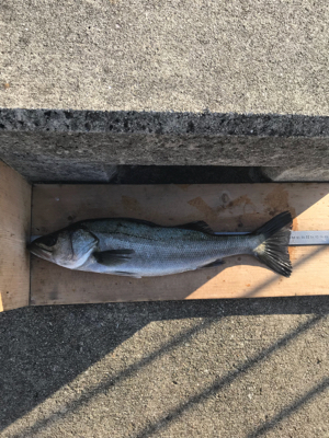 寒波の中のエビ撒き(^^)