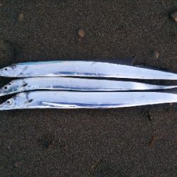 阿南市の那賀川河口でタチウオ