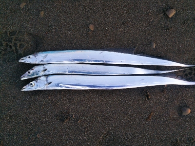 阿南市の那賀川河口でタチウオ