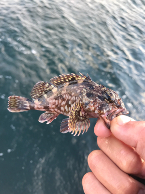 大荒れの南港魚釣り公園