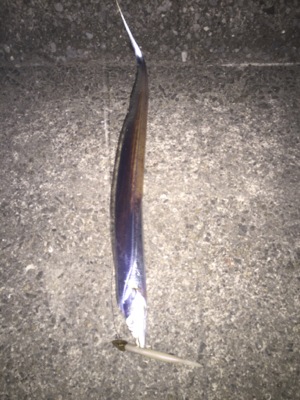 坊主のがれの1匹！