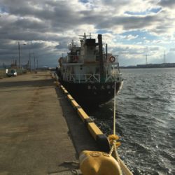 大阪奥湾サビキ 鶴浜緑地で中サバ