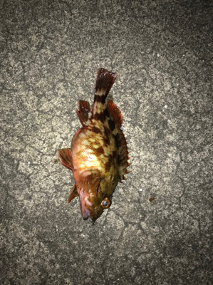 ママさんガシラ