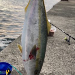 ハマちゃん。かな？