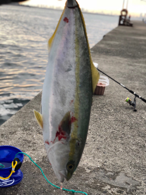 ハマちゃん。かな？