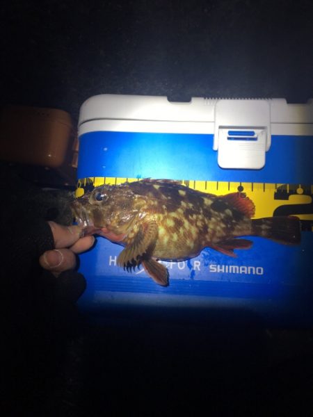 メバル狙いが！！