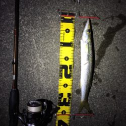 初カマスのナイトゲーム