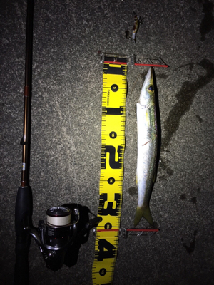 初カマスのナイトゲーム