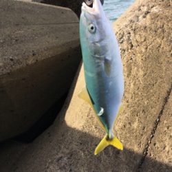 イナダナブラ！