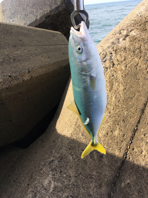 イナダナブラ！