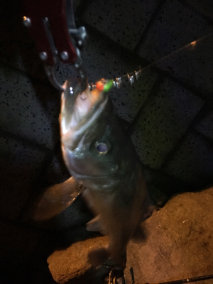 サイズが出ない