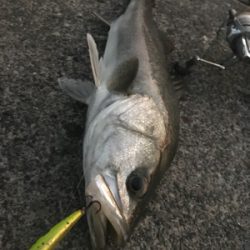 シーバス釣り