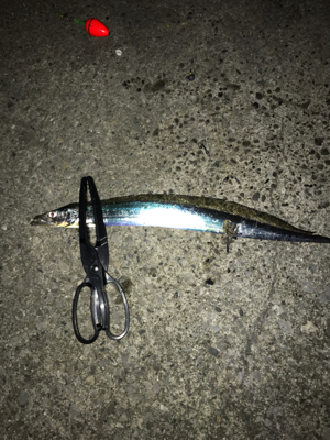 太刀魚ウキ釣り