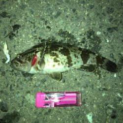 ガシラオンシーズン