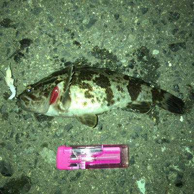 ガシラオンシーズン