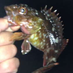 大蔵海岸でガシリング！！