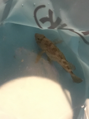 子供とメバリング