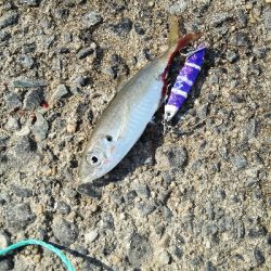 2017年12月21日釣行in野北漁港