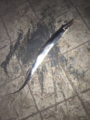 今年の釣り納め。