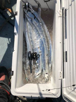 今年の納竿 タチウオ