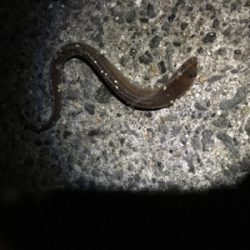 アタリはあるけど