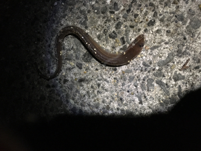 アタリはあるけど