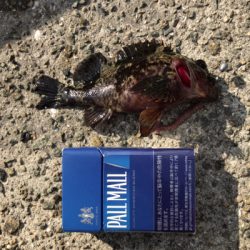 デイガシリングは