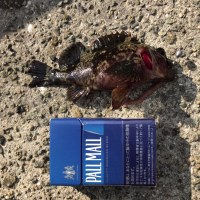 デイガシリングは