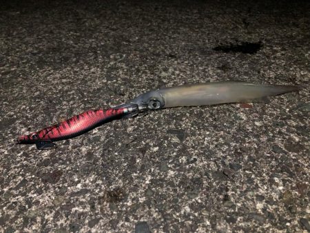 ヤリイカエギング