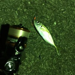 今年最後の釣行