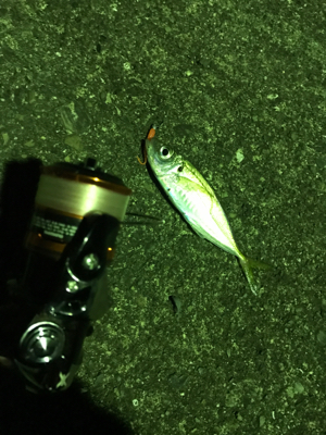 今年最後の釣行