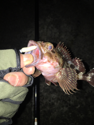 newエステルラインで！