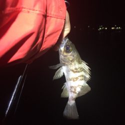 メバリングへシフト